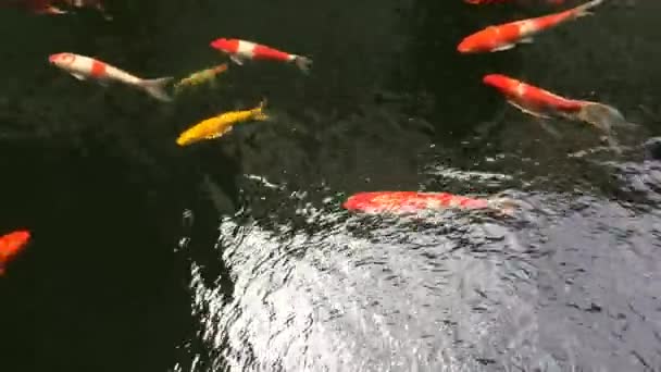 自然池塘水中的鱼鲤 — 图库视频影像