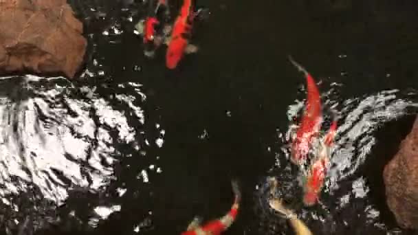 自然の池の水で魚のコイ — ストック動画