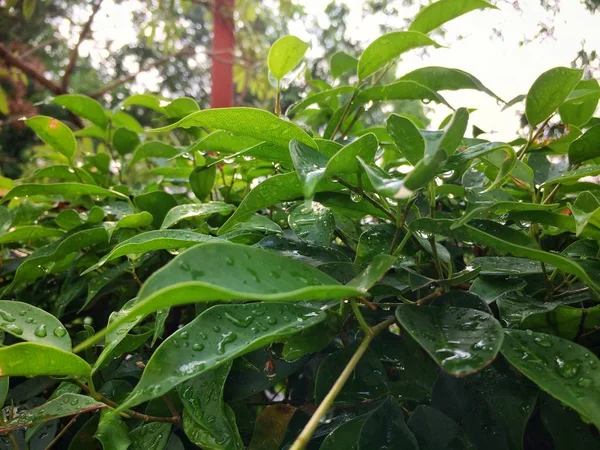 Βροχή Drop Νερό Πράσινο Φύλλο Δέντρο — Φωτογραφία Αρχείου