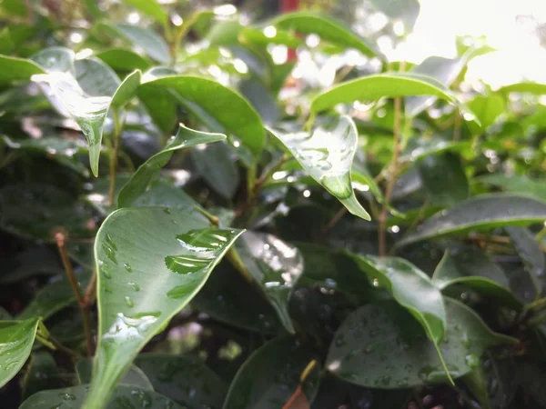 Βροχή Drop Νερό Πράσινο Φύλλο Δέντρο — Φωτογραφία Αρχείου