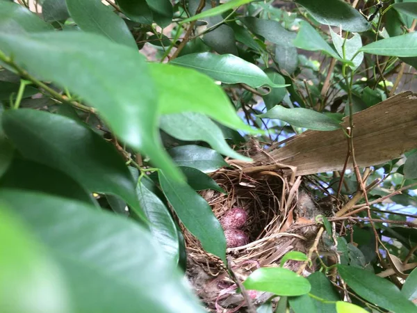 Eggs in Bird\'s Nest in a tree in the garden