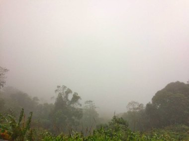 Görünüm manzara orman dağ