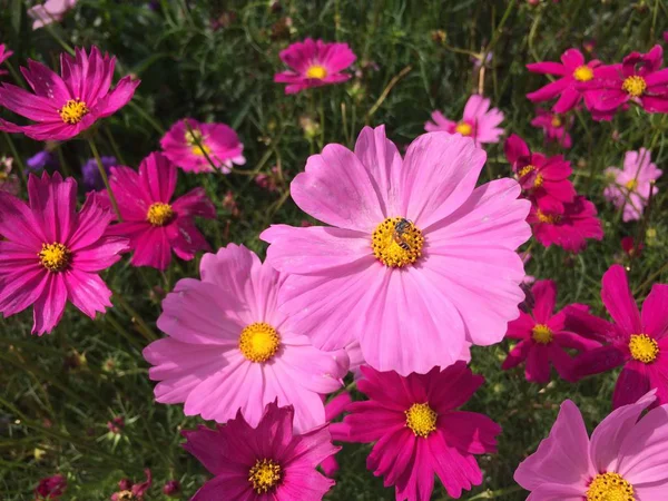 Honey Bee Cosmos Flowers Blooming Garden — Stock Photo, Image