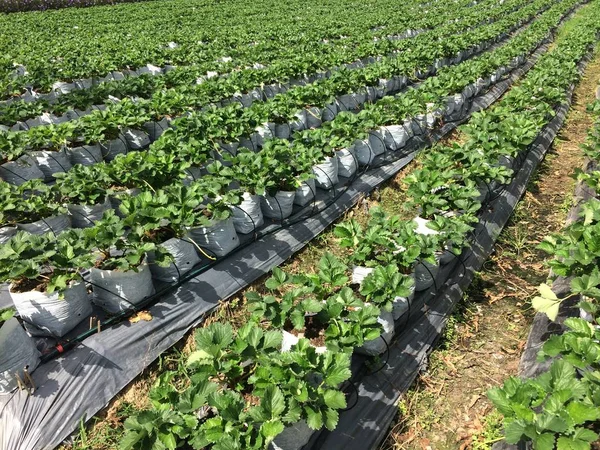 Plante Fraises Fraises Croissance Jardin — Photo