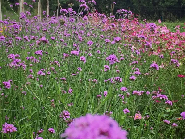 Blumen Blühen Garten — Stockfoto