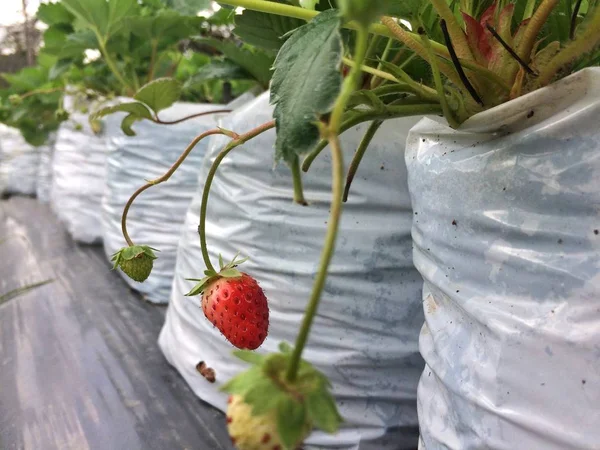 Strawberry plant. Strawberries in growth at garden.
