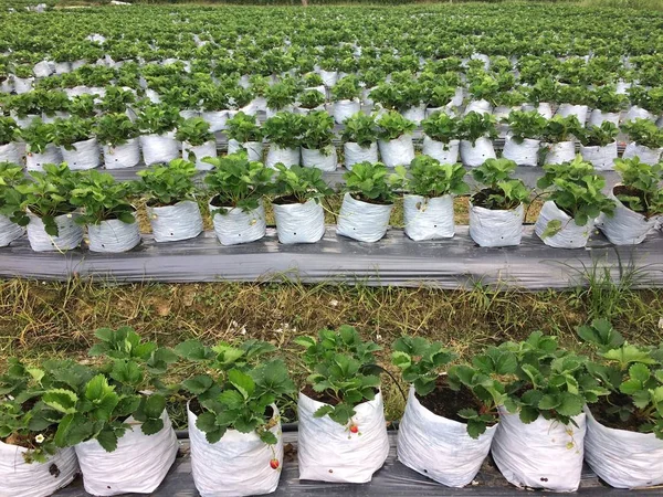 Aardbeienplant Aardbeien Groei Tuin — Stockfoto