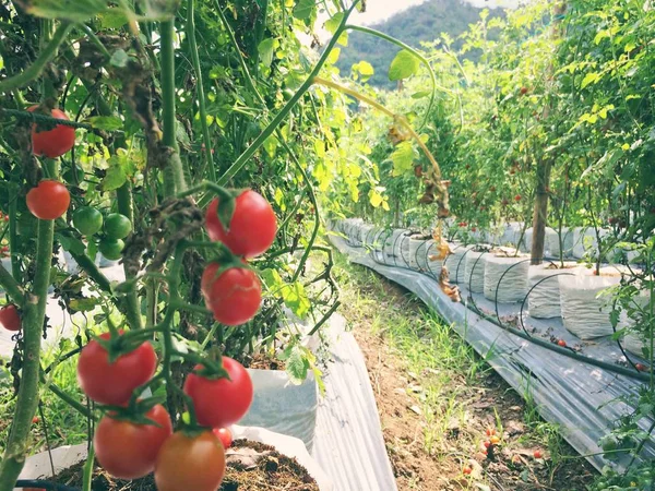 Reife Tomatenpflanze Wächst Gewächshaus Leckere Rote Tomaten — Stockfoto
