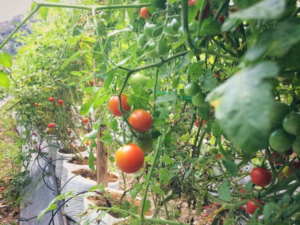 Dojrzałe Pomidory Rosnące Szklarni Smaczne Czerwone Pomidory Pamiątkowe — Zdjęcie stockowe