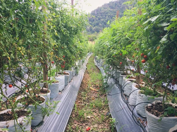 Planta Tomate Madura Crescendo Estufa Tomates Relíquia Vermelhos Saborosos — Fotografia de Stock