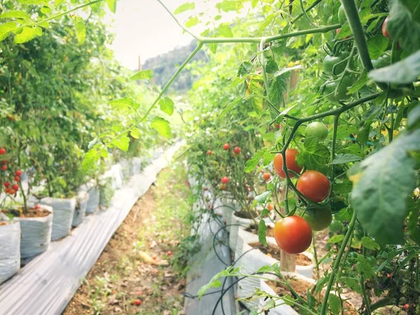 Pianta Matura Pomodoro Che Cresce Serra Gustosi Pomodori Cimelio Rosso — Foto Stock