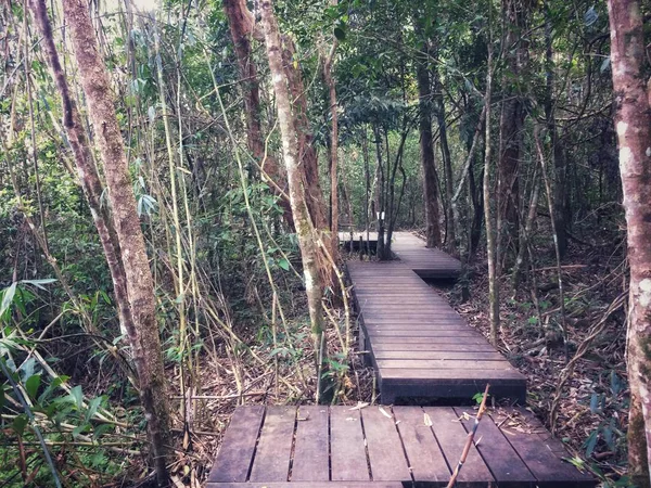 Paseo Por Hermoso Bosque Natural — Foto de Stock