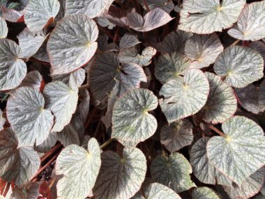 Yaprak arka plan Park orman