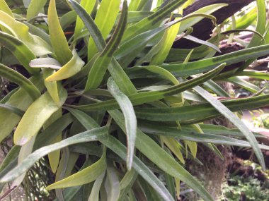 Yaprak arka plan Park orman