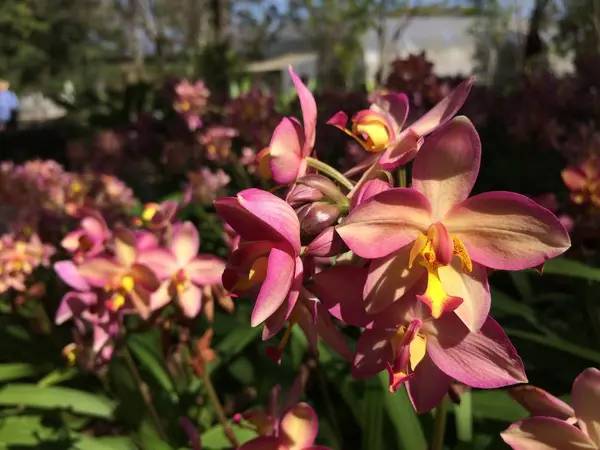 Yaprak arka plan Park orman