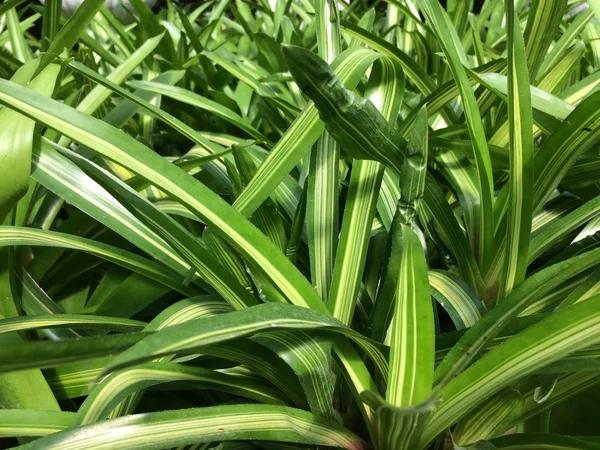 Yaprak arka plan Park orman