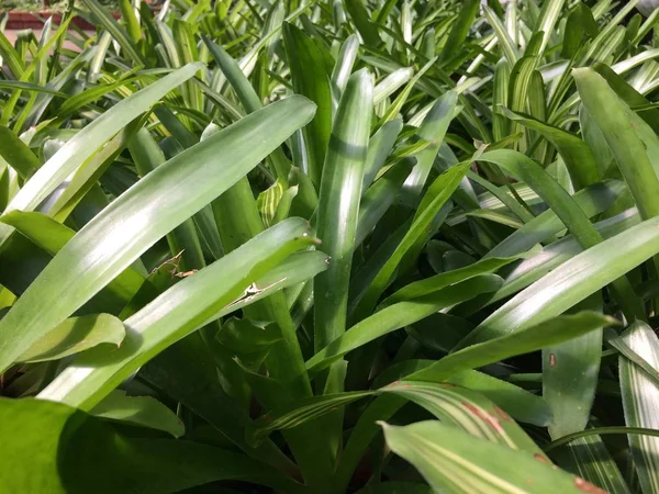 Yaprak arka plan Park orman