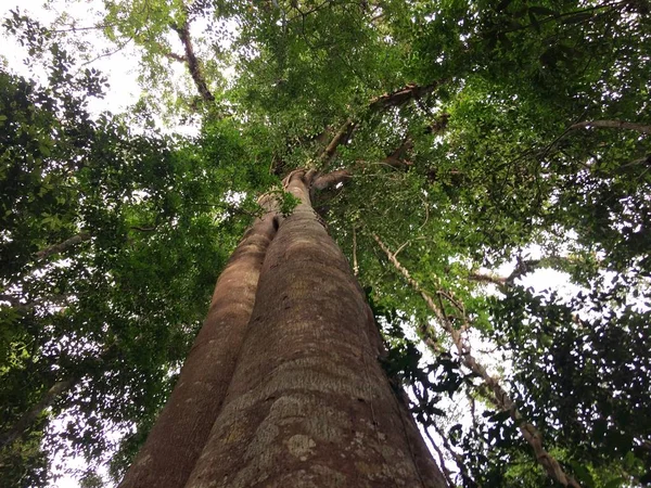 Zoek Naar Gigantische Bomen Het Bos — Stockfoto