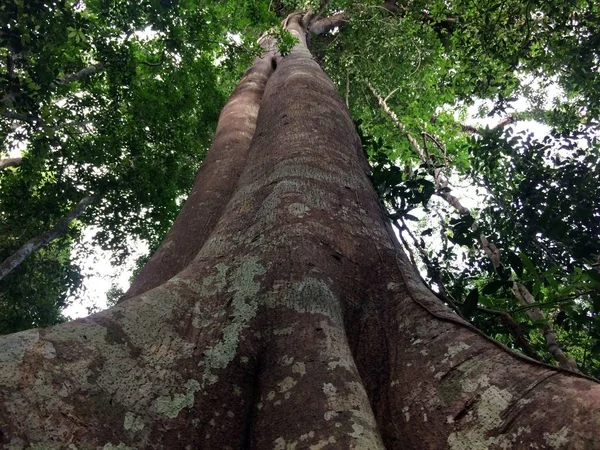 Zoek Naar Gigantische Bomen Het Bos — Stockfoto