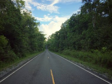 Orman yollarında doğa manzaraları