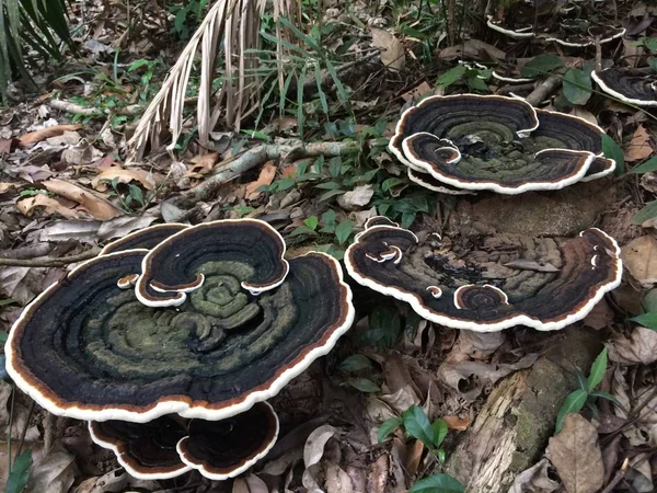 Champignon Sous Grand Arbre — Photo