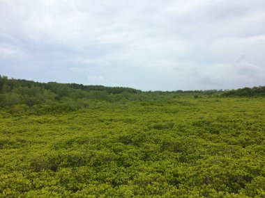 Yeşil orman doğa gökyüzü arka plan