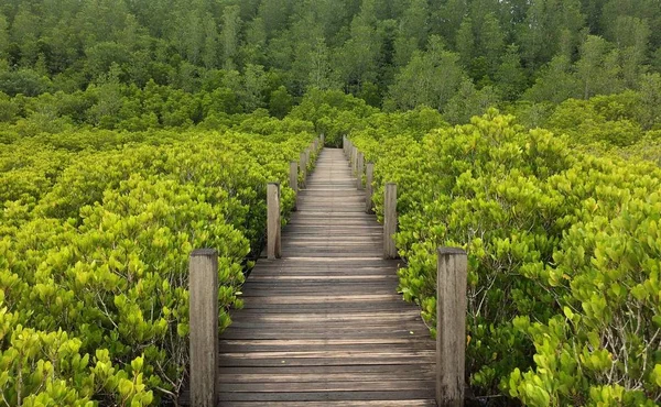 Paseo Por Hermoso Bosque Natural — Foto de Stock