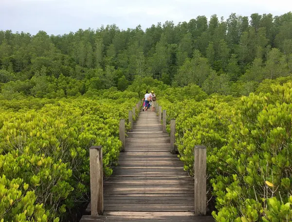 美しい自然の森を歩く — ストック写真