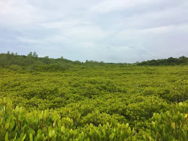 Bosque Verde Naturaleza Cielo Fondo — Foto de Stock