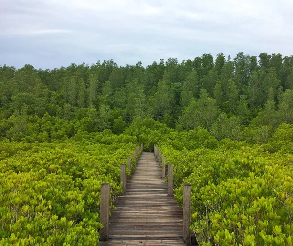美しい自然の森を歩く — ストック写真