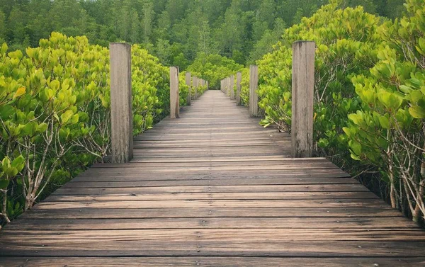 Una Passeggiata Attraverso Bellissima Foresta Naturale — Foto Stock