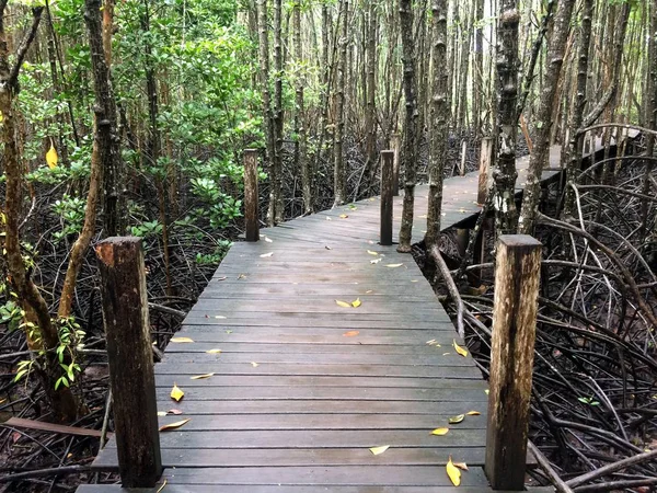 Een Wandeling Door Prachtige Natuur Bos — Stockfoto