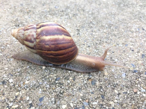 Caracol Curioso Arrastrándose Sobre Hormigón — Foto de Stock