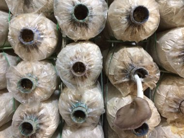 sajor-caju mantar çiftlikte büyümek