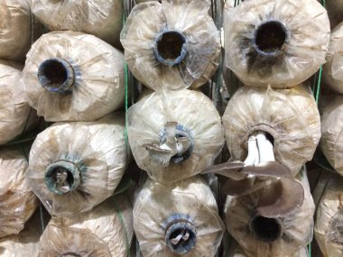 sajor-caju mantar çiftlikte büyümek