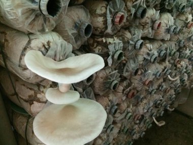 sajor-caju mantar çiftlikte büyümek