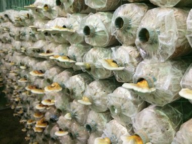 lingzhi mantar çiftlikte büyümek