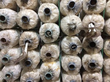 sajor-caju mantar çiftlikte büyümek