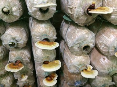 lingzhi mantar çiftlikte büyümek