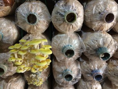 Altın istiridye mantarı çiftlikte büyümek