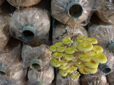 Altın istiridye mantarı çiftlikte büyümek