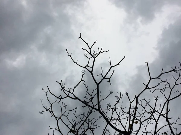 Arbre Branche Silhouette Ciel Noir Fond — Photo