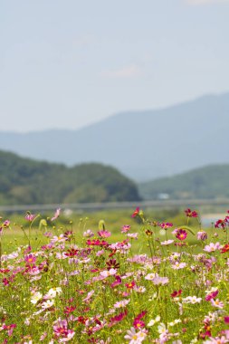 Bahçede çiçek açan kozmos çiçekleri