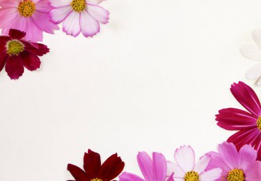 Metin için boşluk ile arka planda çiçek kozmosun çerçevesi