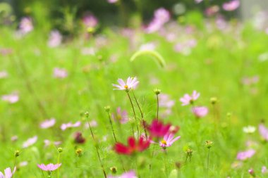 Bahçede çiçek açan kozmos çiçekleri