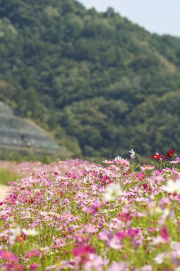 Bahçede çiçek açan kozmos çiçekleri