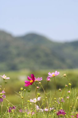 Bahçede çiçek açan kozmos çiçekleri