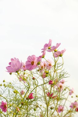 cosmos çiçek çiçek açan alanında