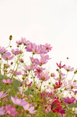 cosmos çiçek çiçek açan alanında