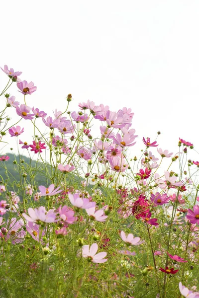 cosmos çiçek çiçek açan alanında